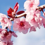 2005-03-23---Cherry-Blossoms