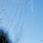 2006-02-27---Spiderweb-Neat-Mt-Cook