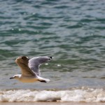 2006-03-03---Seagull-of-the-Abel-Tasman