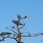 2006-05-03---Sechelt-Eagle-Tree