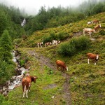 2007-08-17---Austrian-Cows