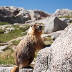 2010-07-19---Marmot-Near-Tuolumne