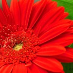 2011-03-09---Gerbera-1