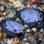 2012-01-08---Purple-Clamshells